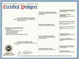 Certified Pedigree -Sailor - Chocolate English Labrador - Briar Hill Labs