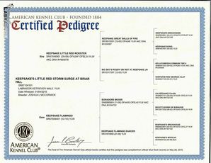 Certified Pedigree - Surge - English Labrador - Briar Hill Labs